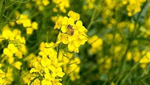 Insecticides and Bees